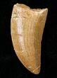 Nice Carcharodontosaurus Tooth #17012-1